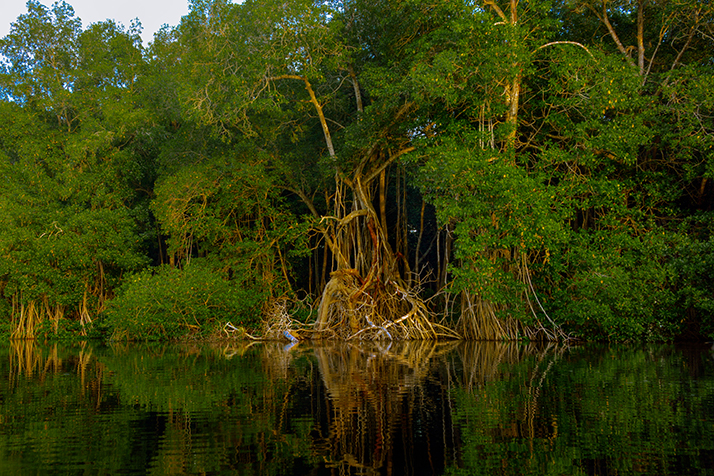 Humedales en Chiapas. 