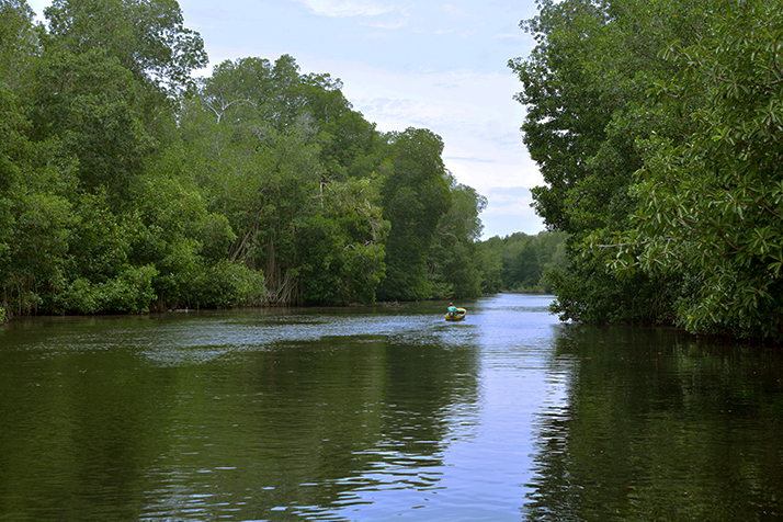 Humeadles en Chiapas 