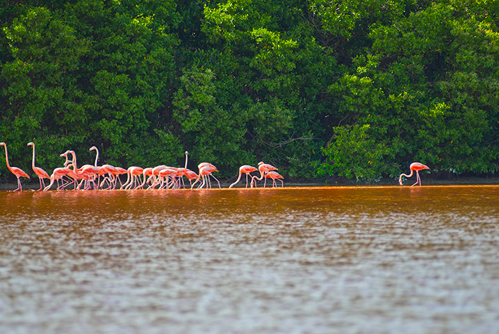 Flamencos en la Ría Celestún